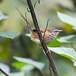 Prinia des collines