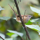 Prinia des collines