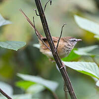 Prinia des collines