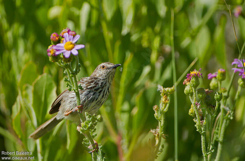 Prinia du Karroo, identification