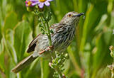 Prinia du Karroo