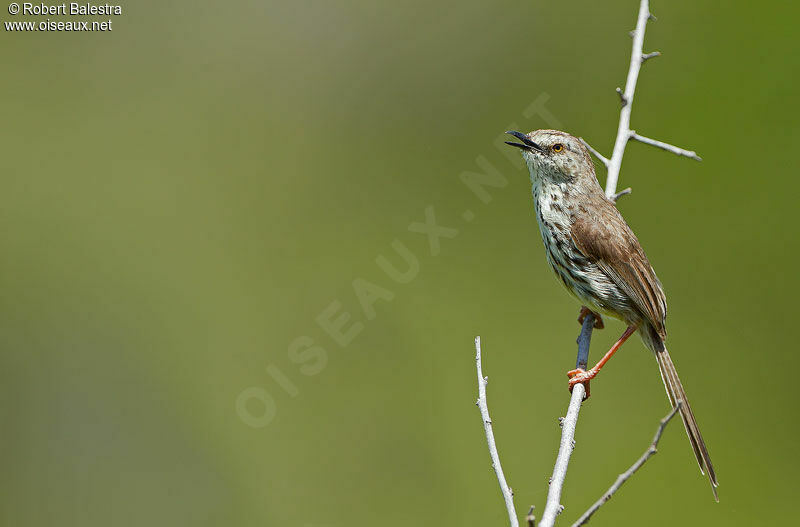 Prinia du Karroo