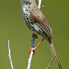 Prinia du Karroo