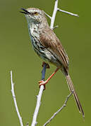 Karoo Prinia