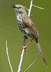 Prinia du Karroo