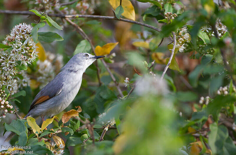 Red-winged Grey Warbleradult, habitat