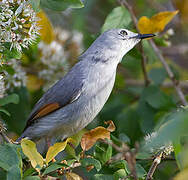 Red-winged Grey Warbler