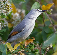 Prinia grise