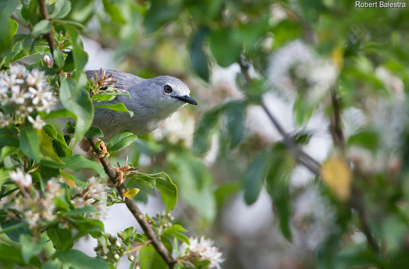 Red-winged Grey Warbler