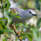 Prinia grise