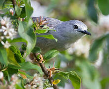 Prinia grise