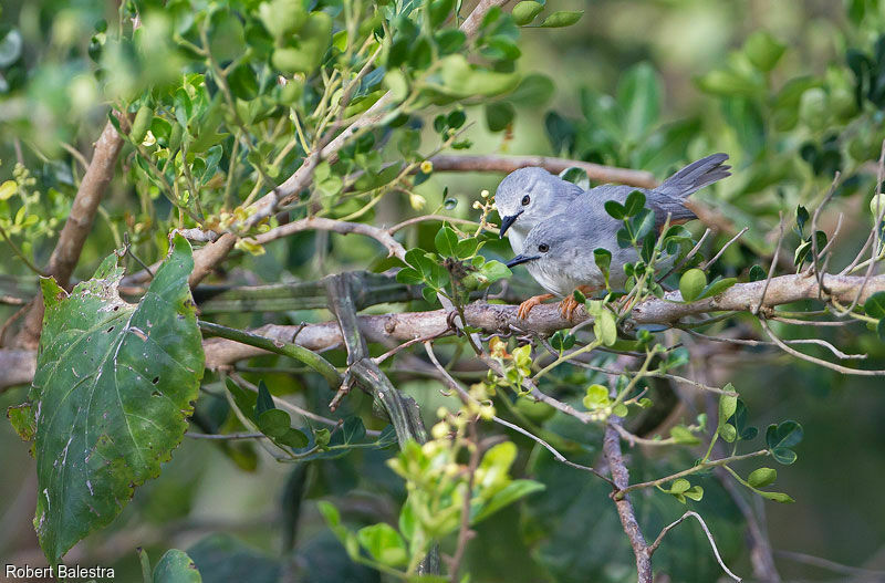 Prinia grise