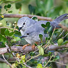 Prinia grise