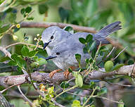 Prinia grise