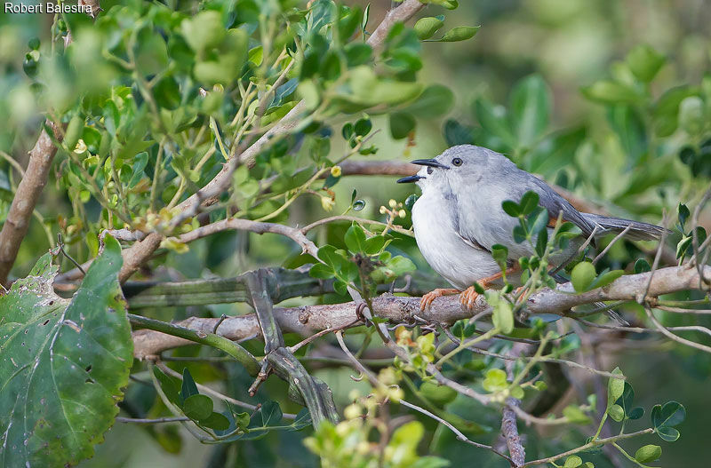 Prinia grise