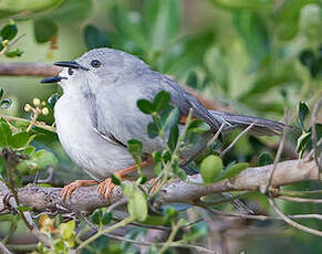 Prinia grise