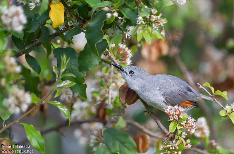 Prinia griseadulte, Comportement