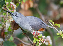 Prinia grise