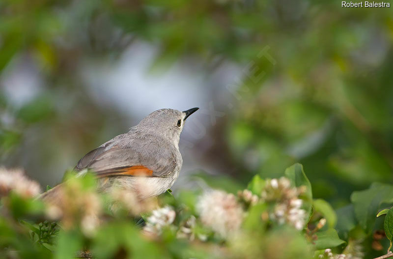 Red-winged Grey Warbler