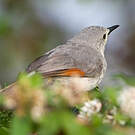 Prinia grise