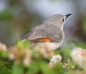 Prinia grise