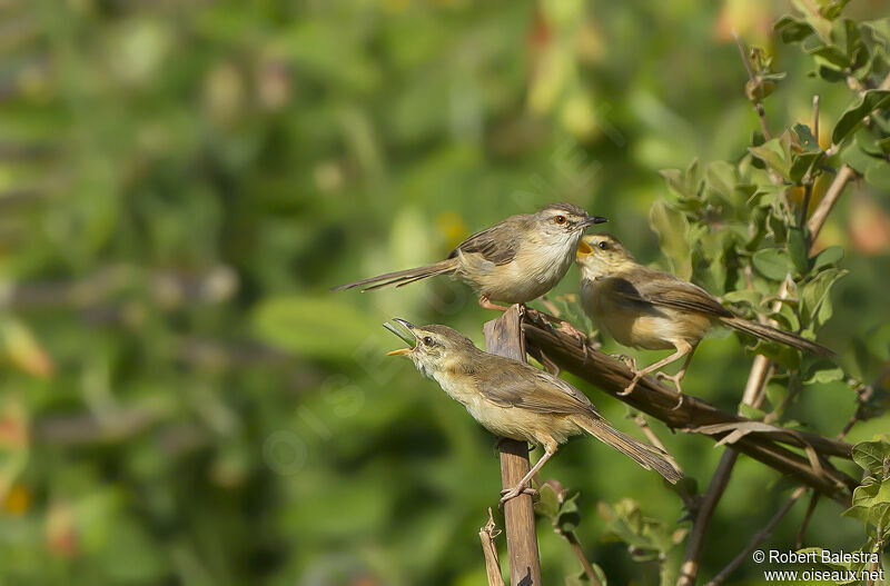 Prinia modesteadulte