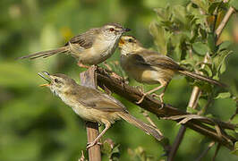 Tawny-flanked Prinia