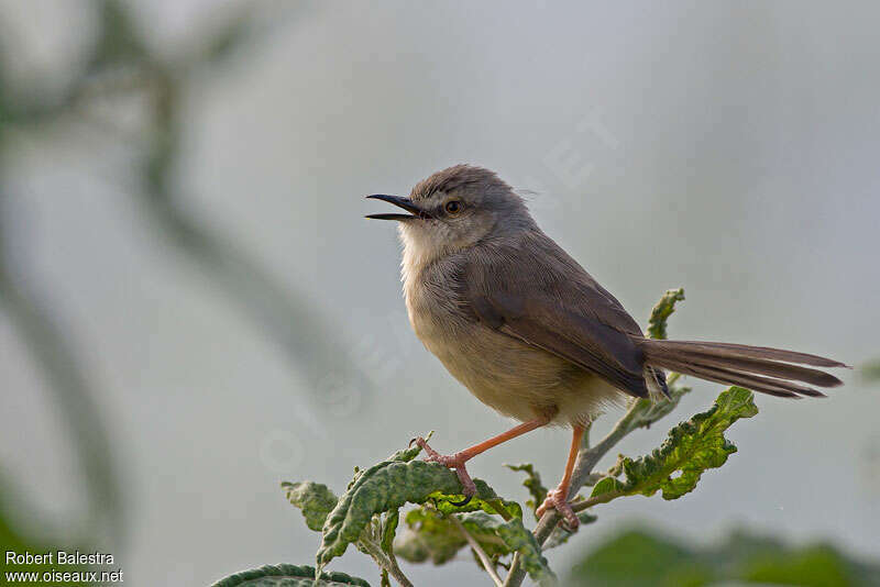 Prinia modesteadulte, identification