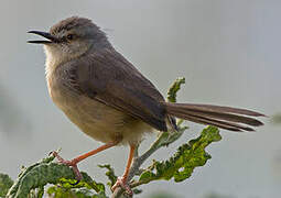 Tawny-flanked Prinia