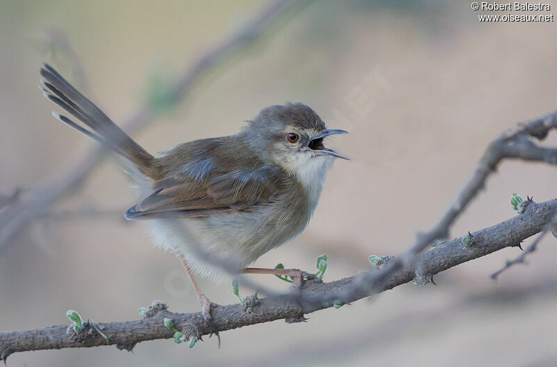 Prinia modeste