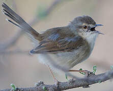 Tawny-flanked Prinia