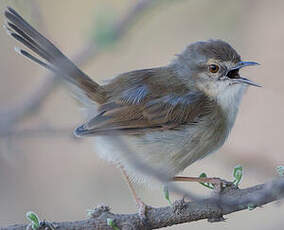 Prinia modeste