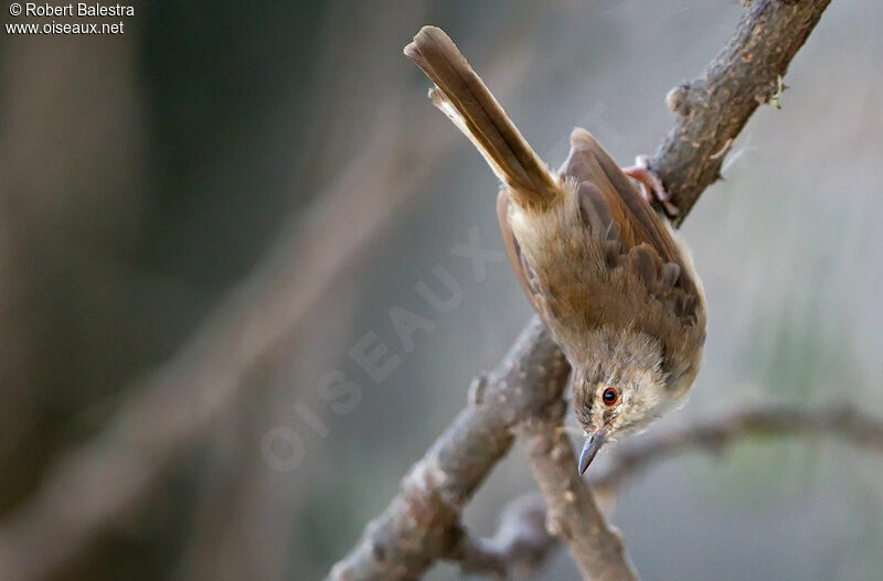 Tawny-flanked Prinia