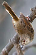 Tawny-flanked Prinia