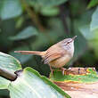 Prinia roussâtre