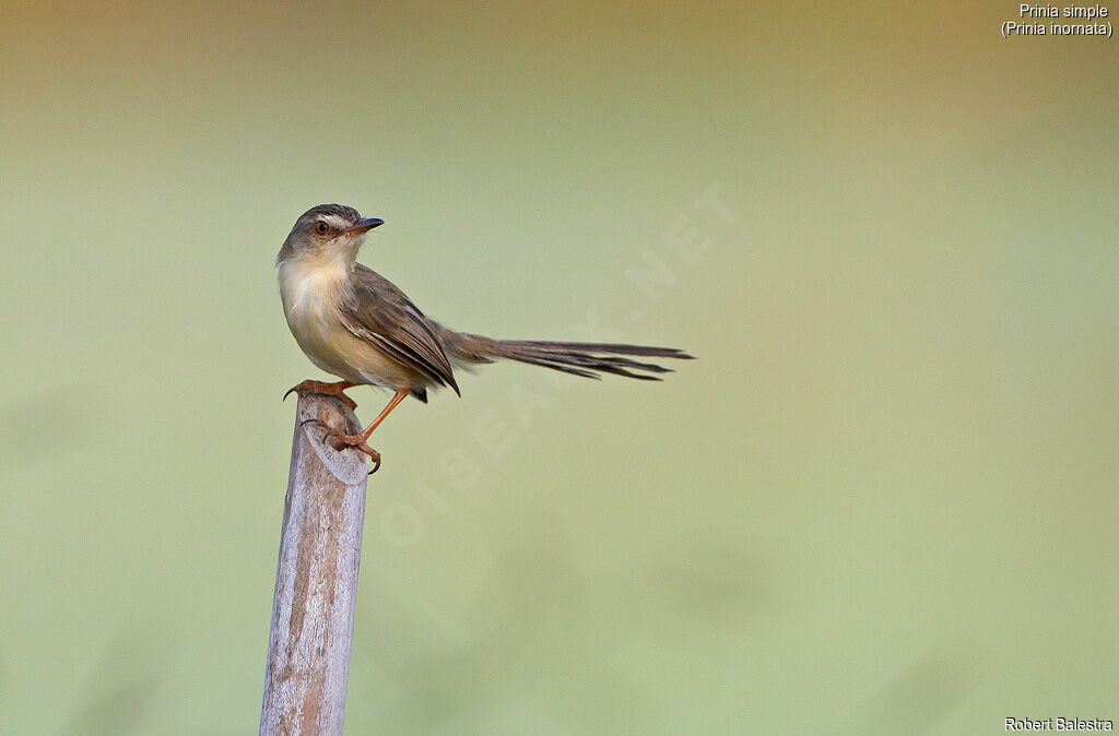 Plain Prinia