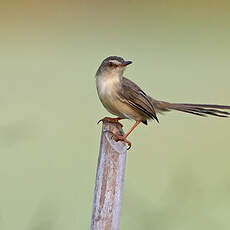 Prinia simple