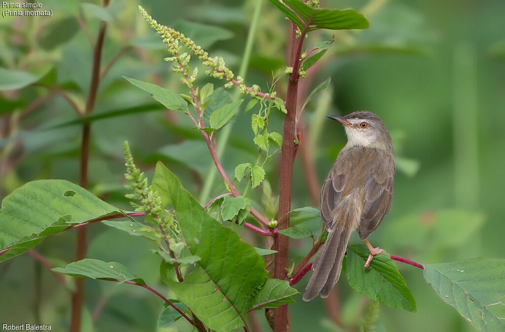 Prinia simple