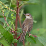 Prinia simple