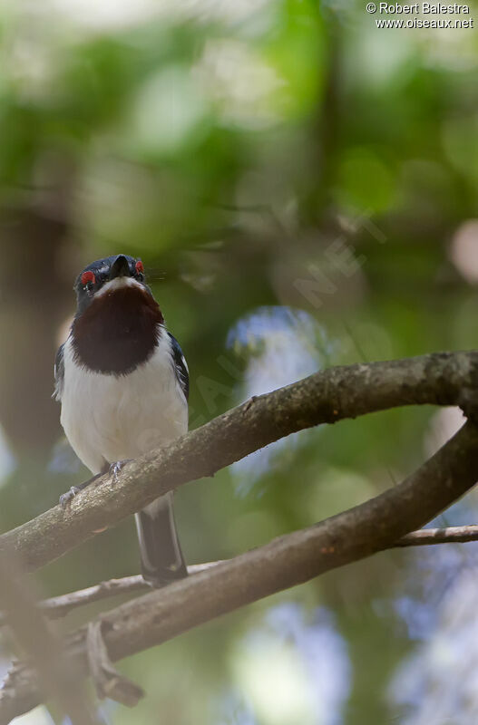 Brown-throated Wattle-eye female