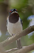 Brown-throated Wattle-eye