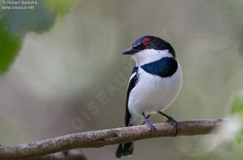 Brown-throated Wattle-eye male adult