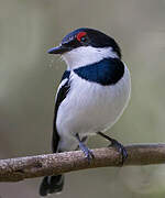 Brown-throated Wattle-eye