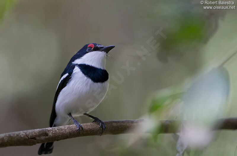 Brown-throated Wattle-eye male