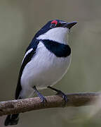 Brown-throated Wattle-eye