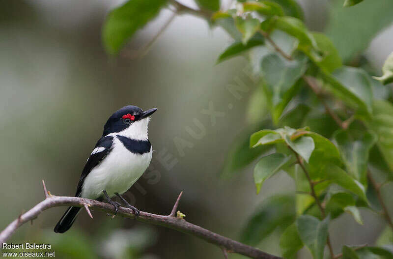 Brown-throated Wattle-eye male adult, identification