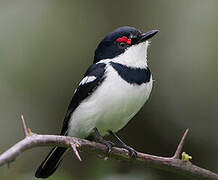 Brown-throated Wattle-eye