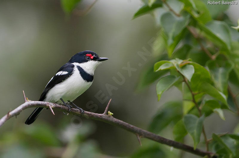 Brown-throated Wattle-eye