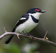 Brown-throated Wattle-eye