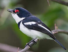 Brown-throated Wattle-eye